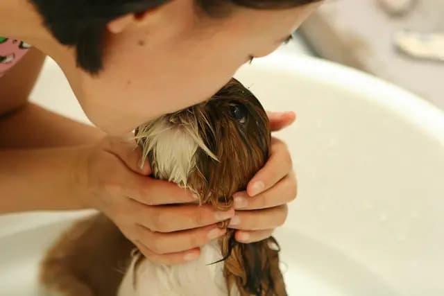 Vetlyf certified vet giving at-home pet care in Noida