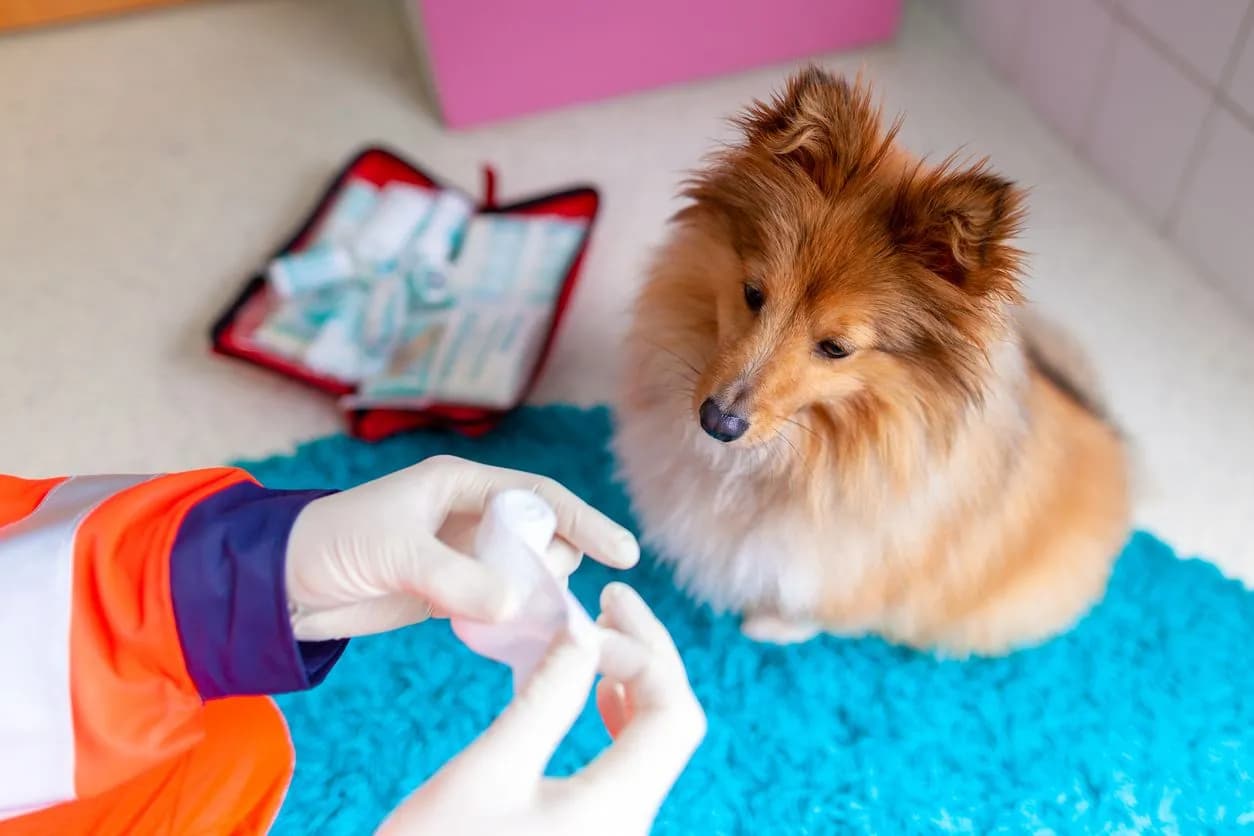 Puppy & Dog Vaccinations: Essential Life Stage Schedule