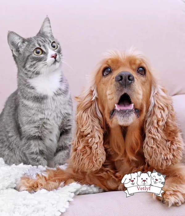 Boost Pet Happiness: Tackling Depression in Cats & Dogs