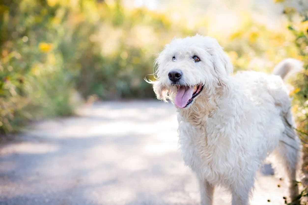 Understanding Pet Travel Regulations