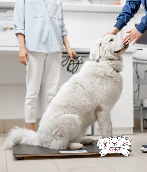 Boost Dog Training with Positive Reinforcement