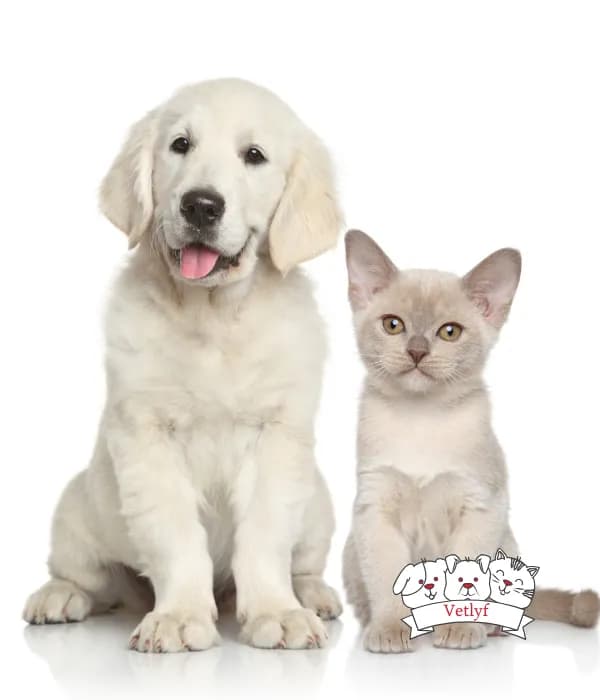 Guide to Choosing Pet Insurance: 20 Must-Know Parameters for Dogs & Cats in 2025