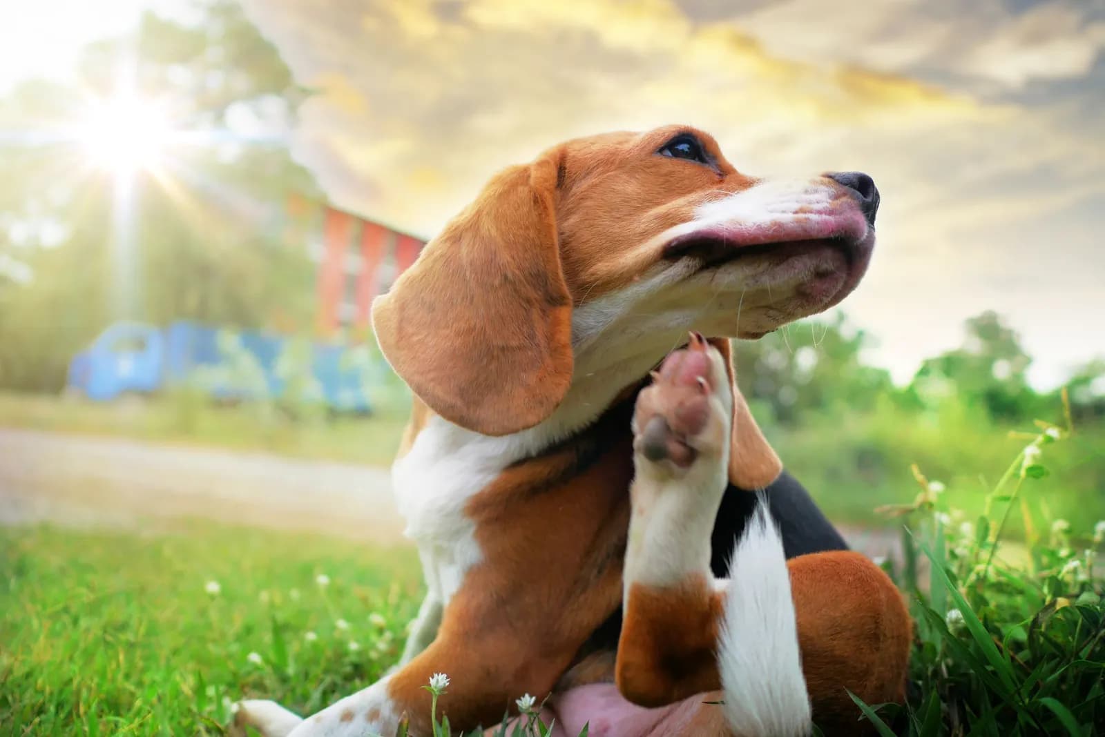 Top Skin Conditions in Dogs & Cats: Symptoms & Solutions