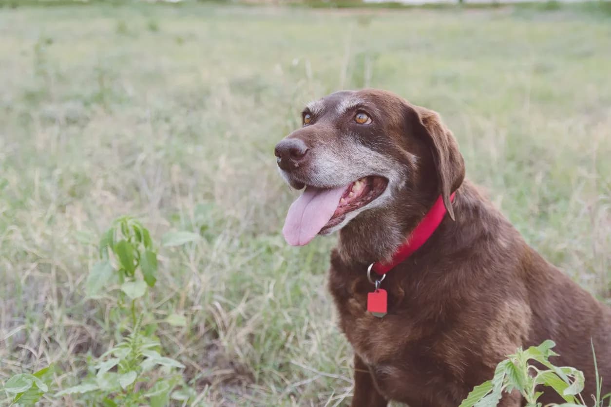 Tackle Pet Obesity: Essential Health Tips