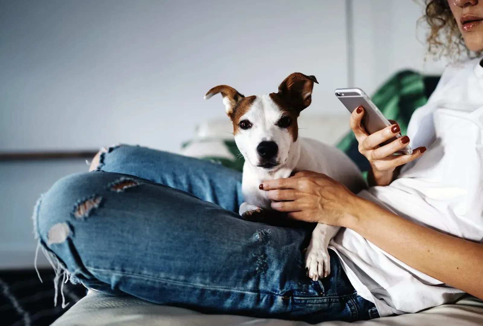 Top Five Most Intelligent Dogs
