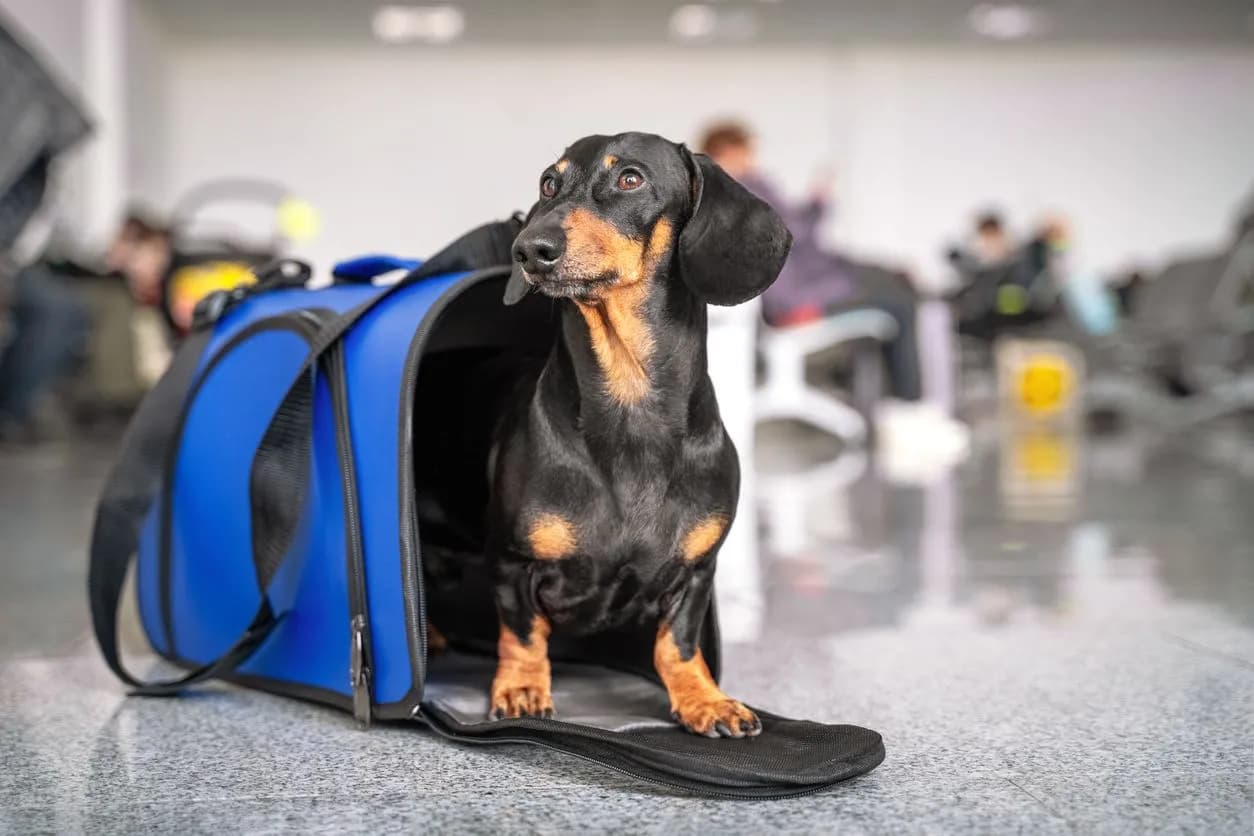 Tips to Get Travel Friendly Airlines
