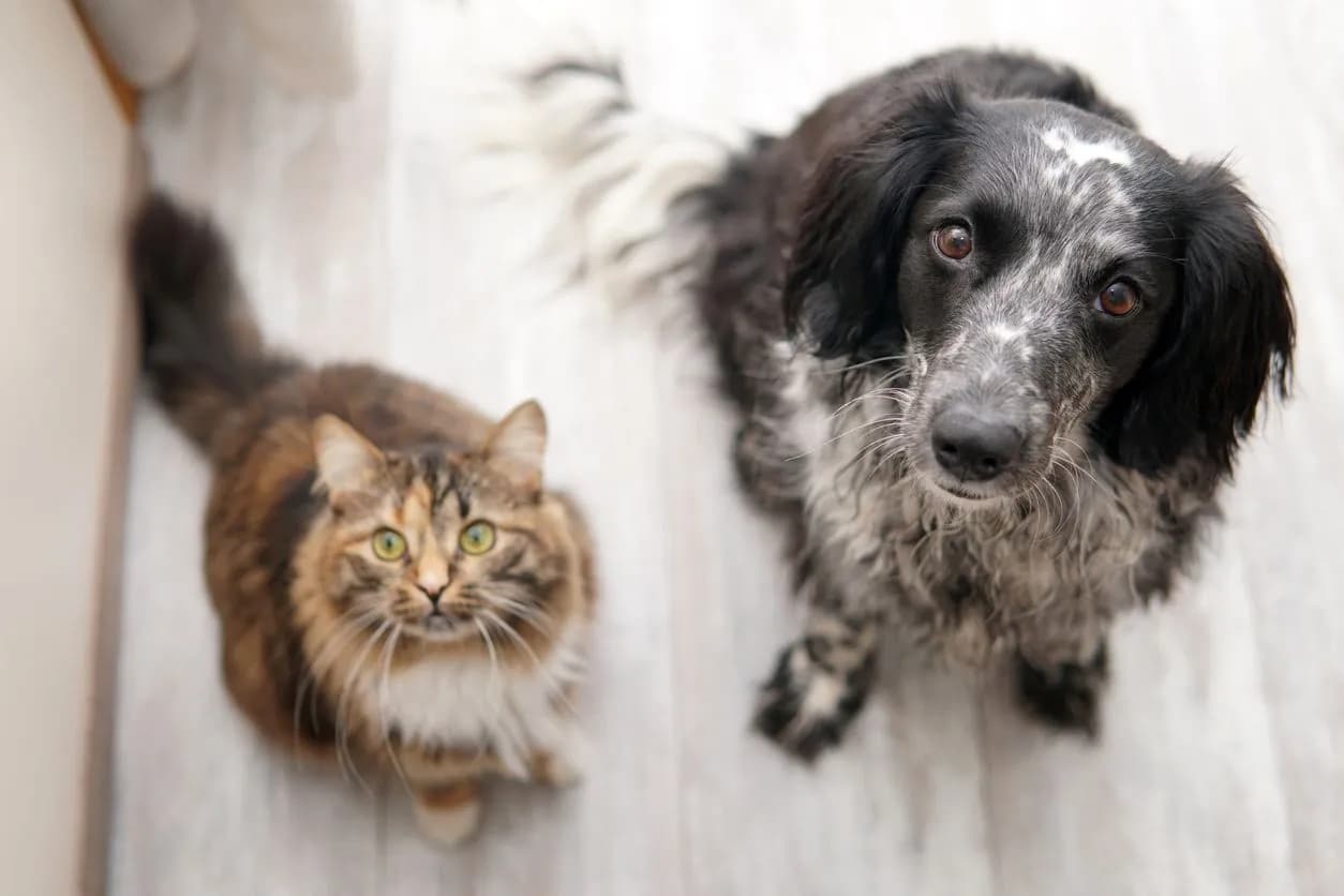 Urinary Incontinence in Dogs: Key Signs and Solutions