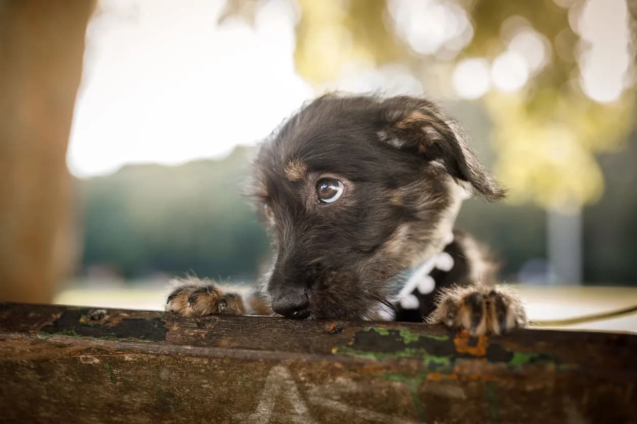Detecting Blindness in Kittens & Puppies: Key Signs