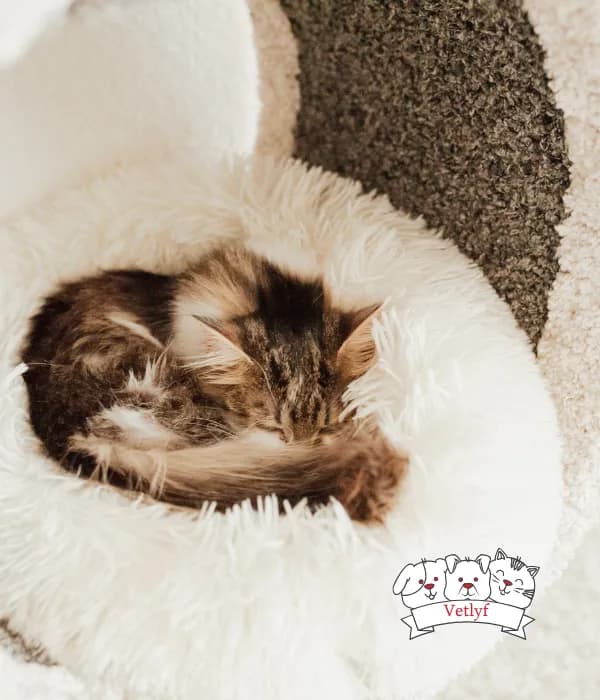 Purr-fect Protection: Busting the Silliest Cat Vaccination Myths