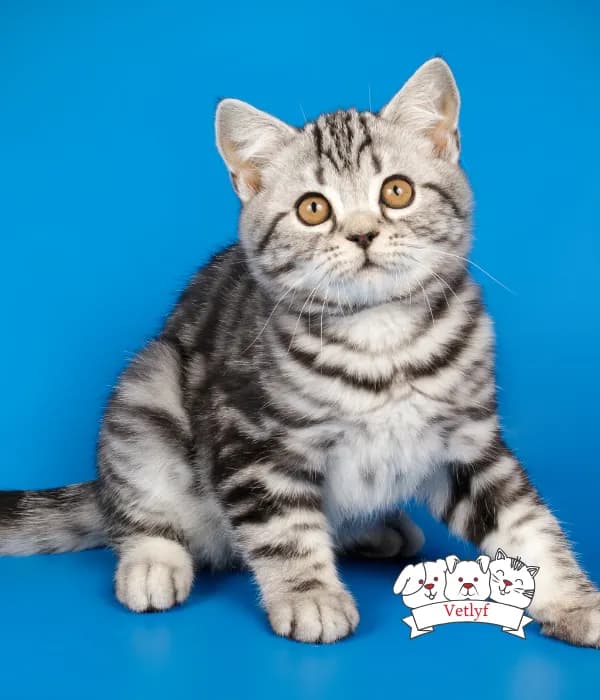 Essential vaccinations for kittens to ensure a healthy start in life