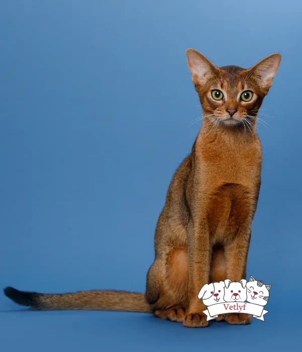 Understanding Cat Body Language
