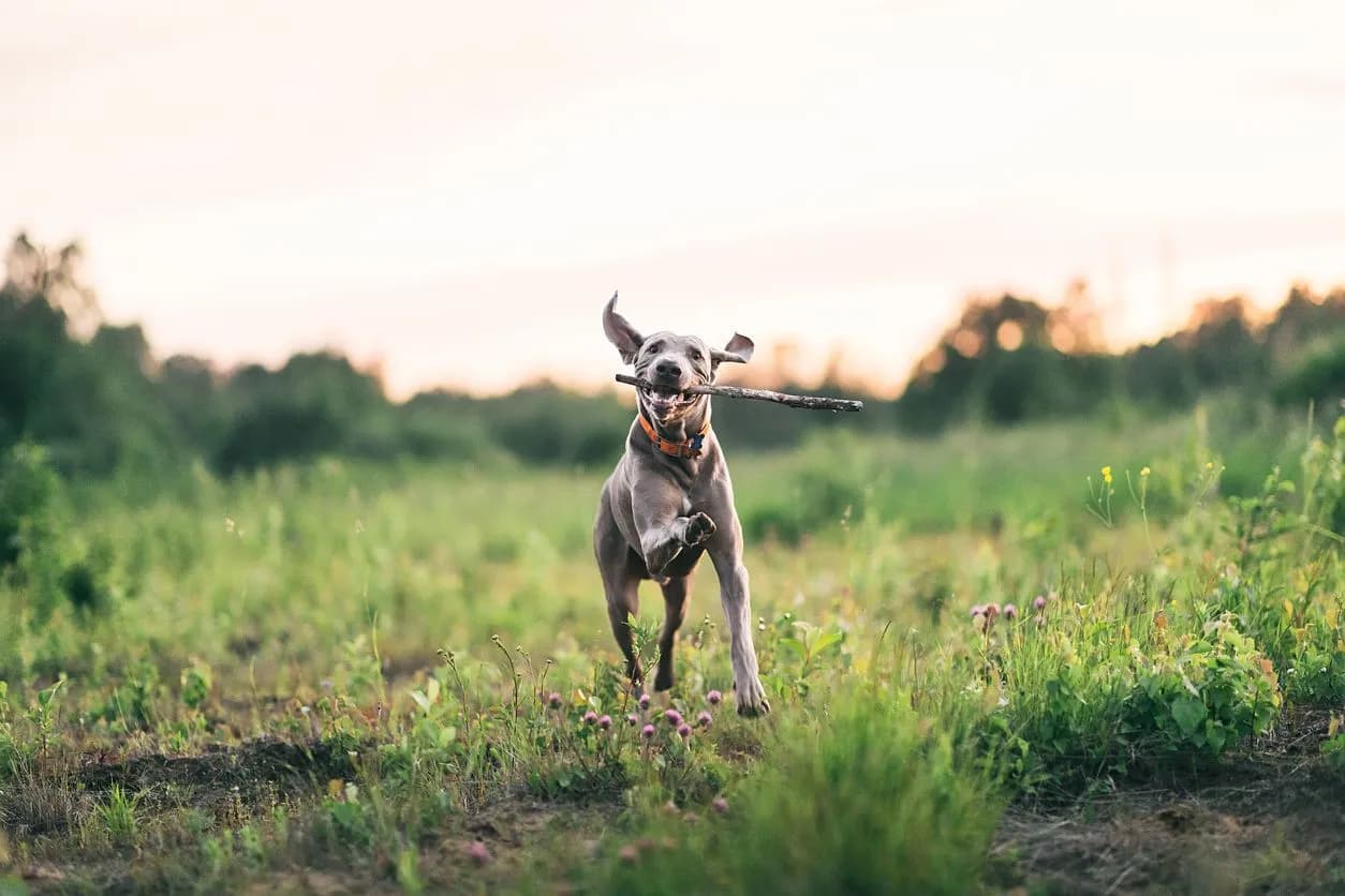 Addison's Disease in Dogs: Symptoms & Effective Treatments