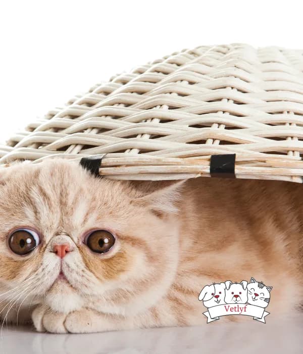 Cute Feline Play: Fun Wearables for Cat Health