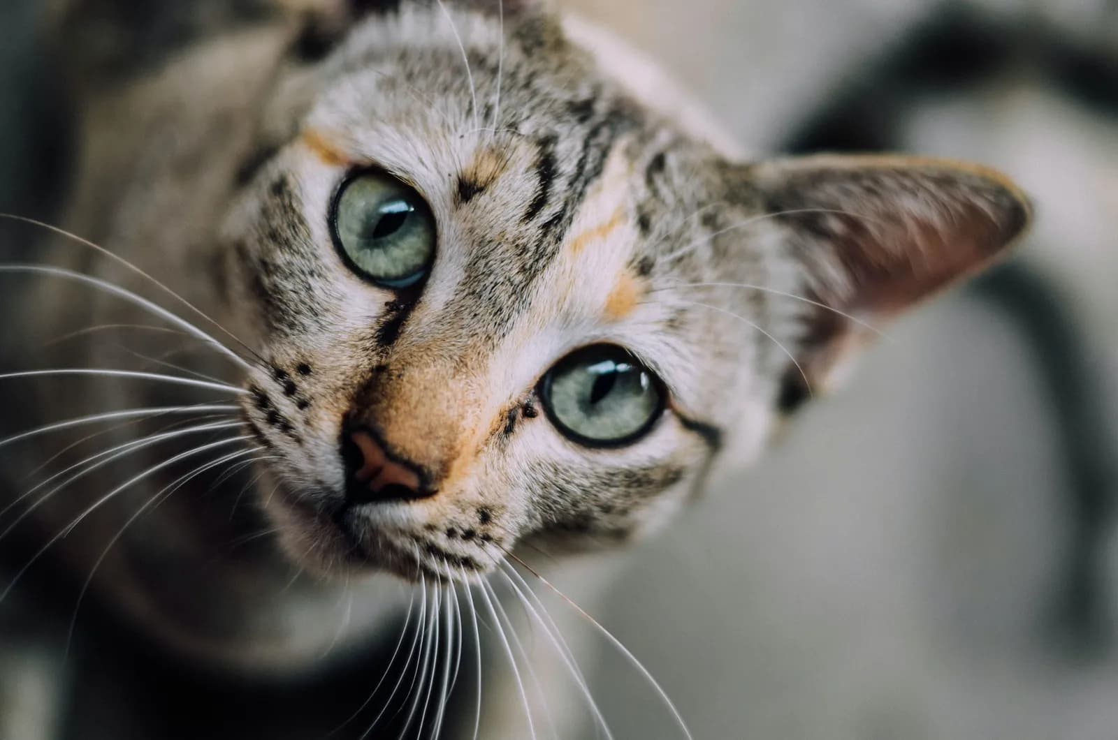 Why Do Cats Knead? The Science Behind Your Cat’s Quirky Habits