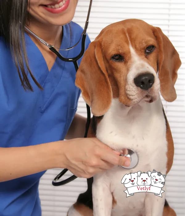 Neurotoxic Household Dangers for Both Dogs and Cats