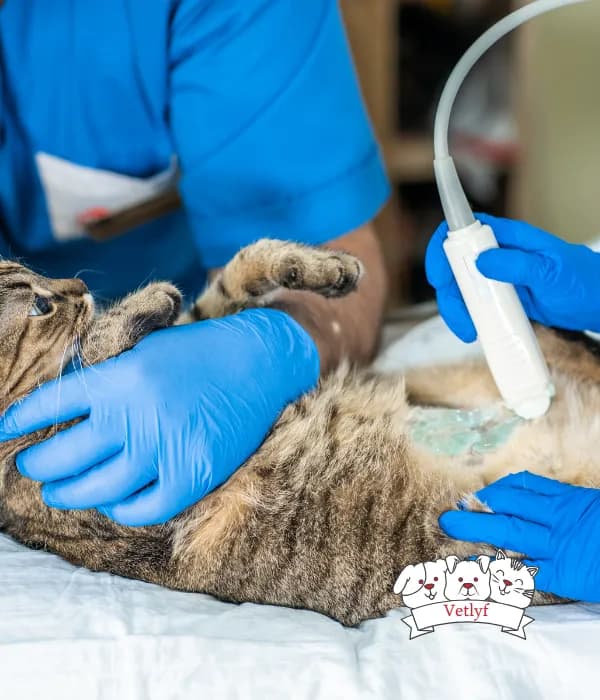 Surprise Health Benefits of Regular Pet (Dog & Cat) Checkups