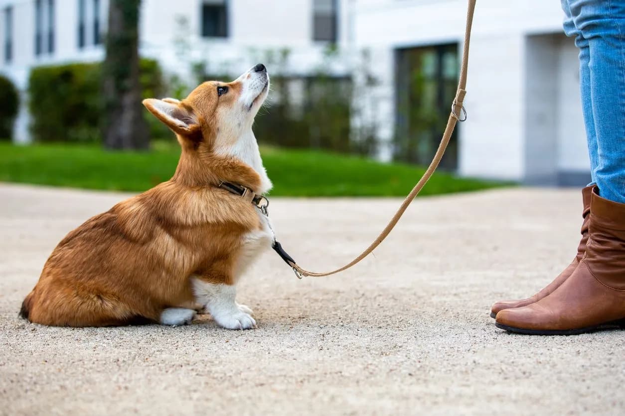 Best Gentle Dog Breeds in India for Easy Training