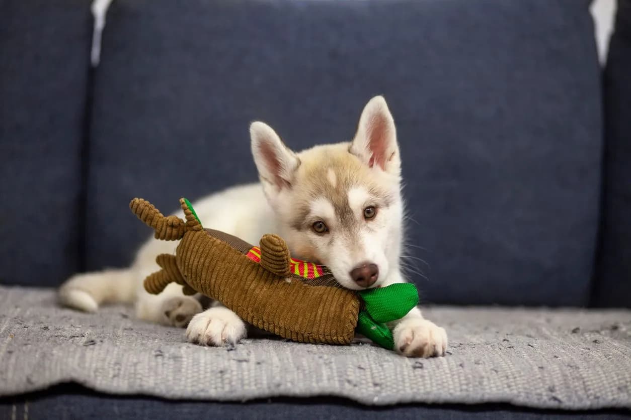 The Ultimate Guide to Keeping Your Pet Safe: Expert Vaccination Tips