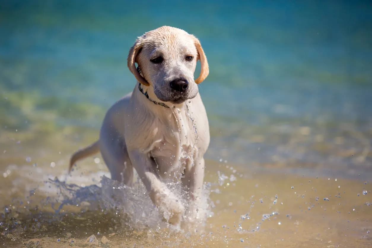 10 things to know before getting a labrador as a pet dog