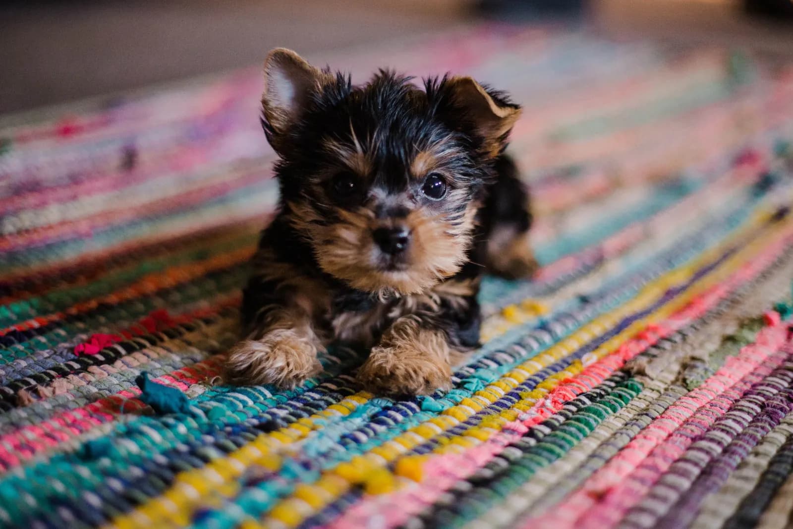A to Z of Dog/Puppy Vaccination