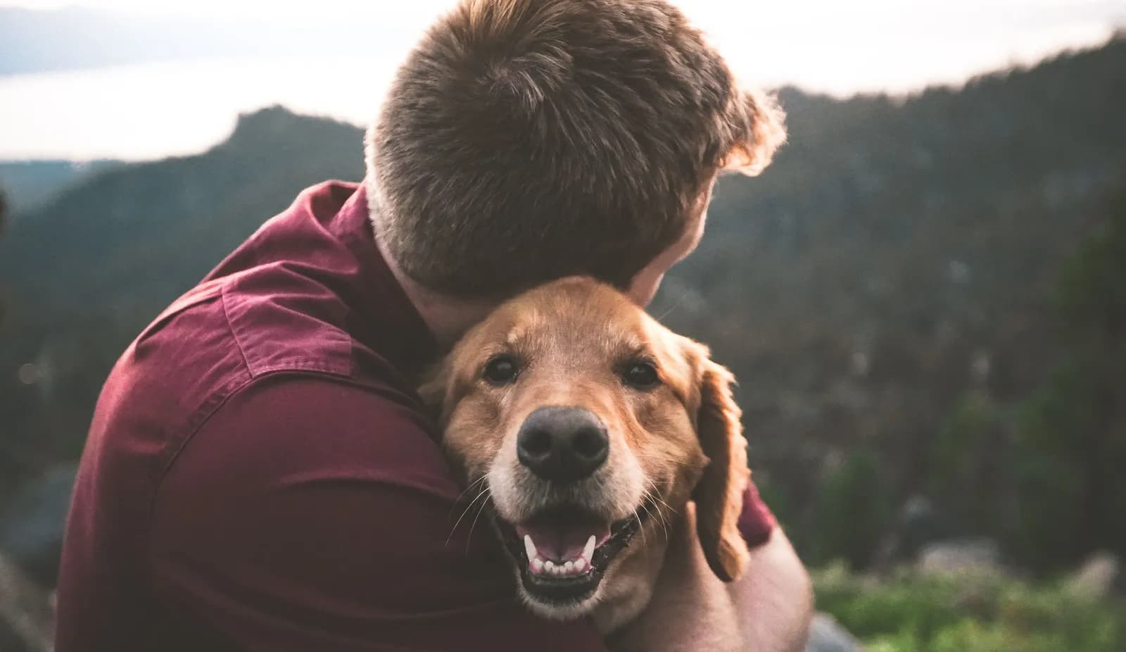Dog and Puppy Cancer: Prevalence & How It Could Impact Your Pet, Diagnosis, Treatment