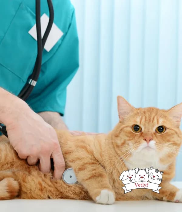 Debunking Hilarious Myths About Cat Vaccinations (Yes, Cats Have Opinions!)