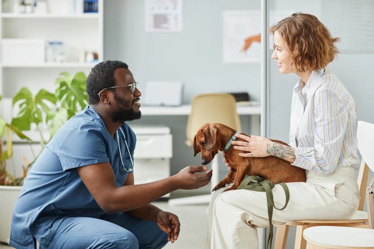 NSAIDs in Pets: More Than Just Pain Relief