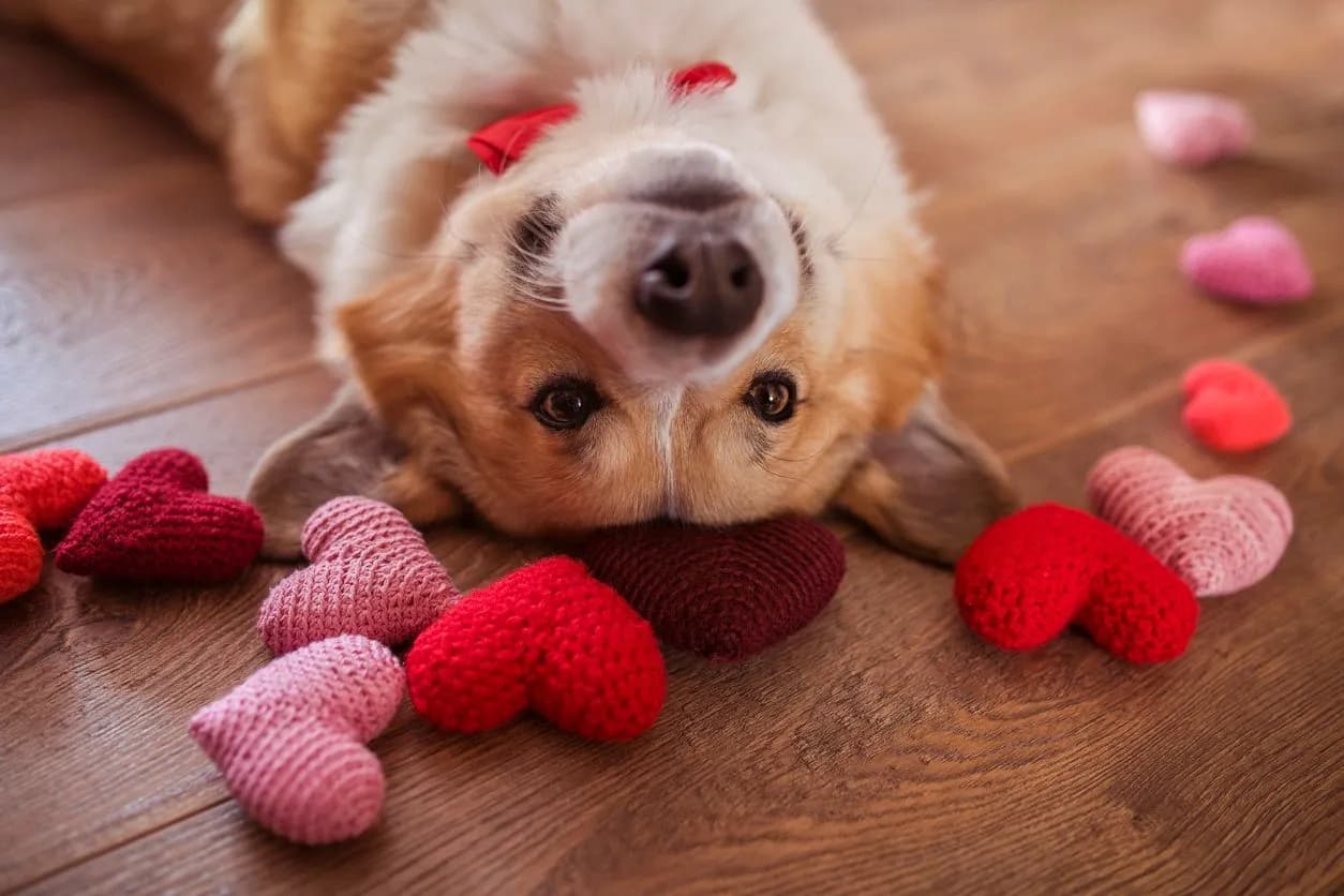 Canine Epilepsy: Understanding and Managing Seizures