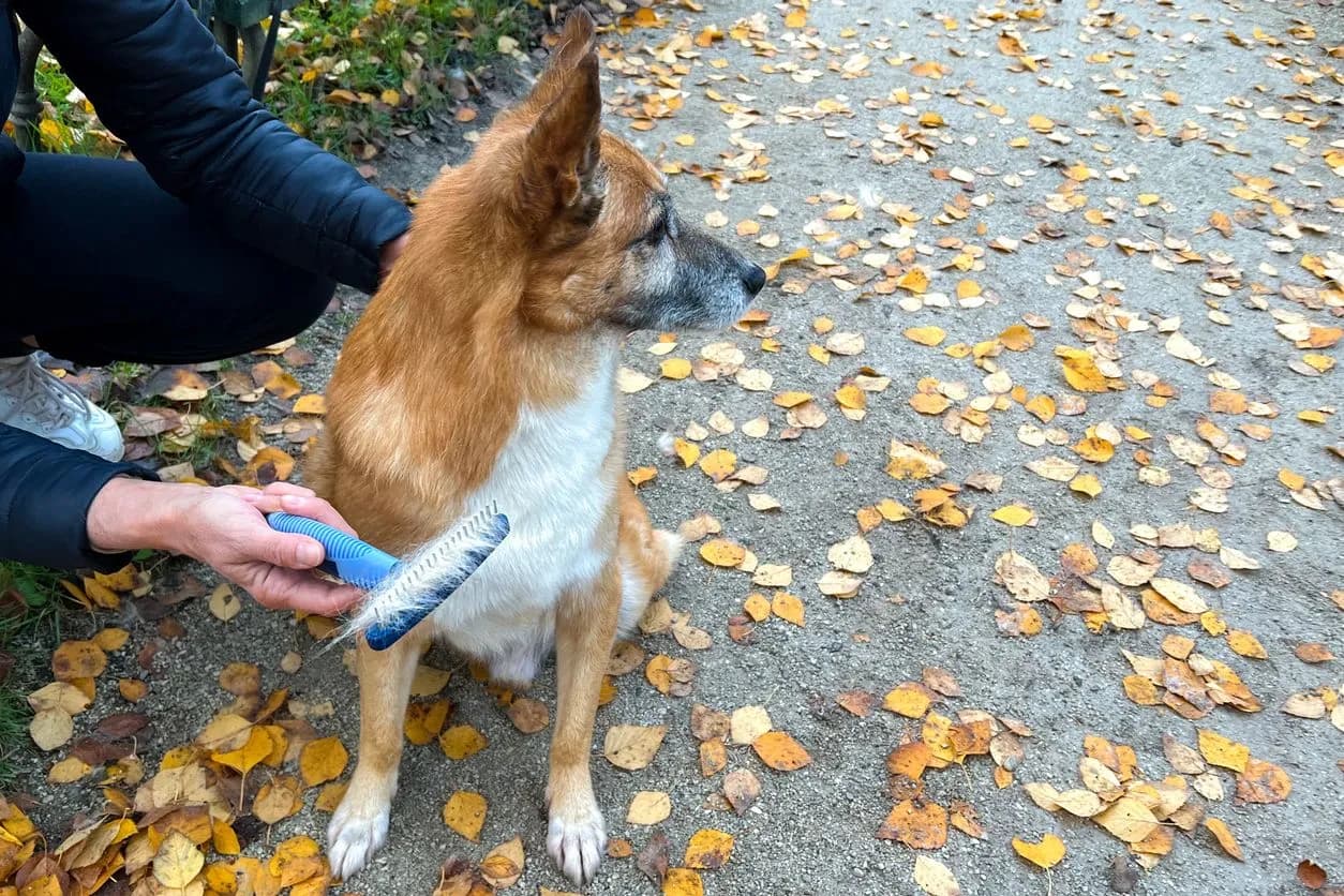Why Shaving Your Pet's Fur Is a Bad Idea