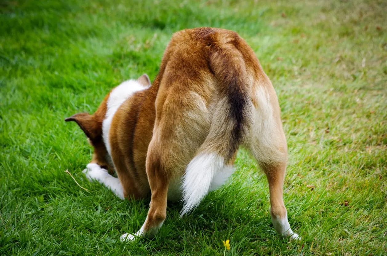 Why Dogs Dig