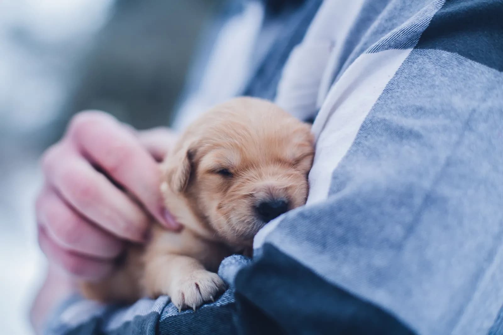 Protect Your Pet: Essential Antirabies Vaccination Guide