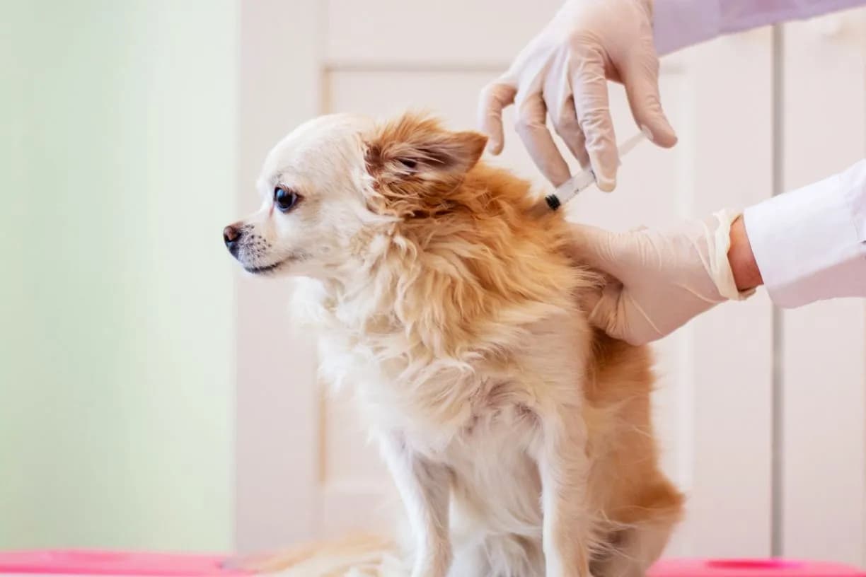 Top Puppy Vaccines: Essential Guide for Pet Owners