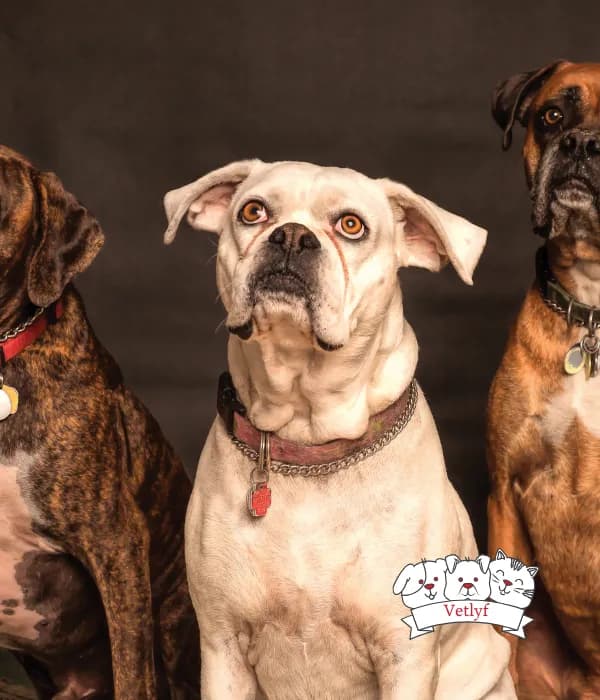 The Funniest Dog Vet Visit Reactions Ever – Hilarious Pet Antics