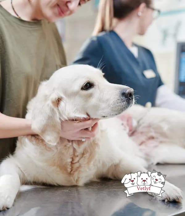 Ivermectin Toxicity in Cats: Signs and Prevention Tips