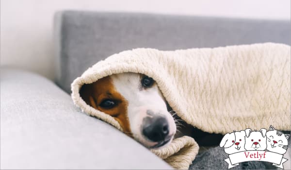 Can Dogs Get the Flu? Symptoms & Treatments