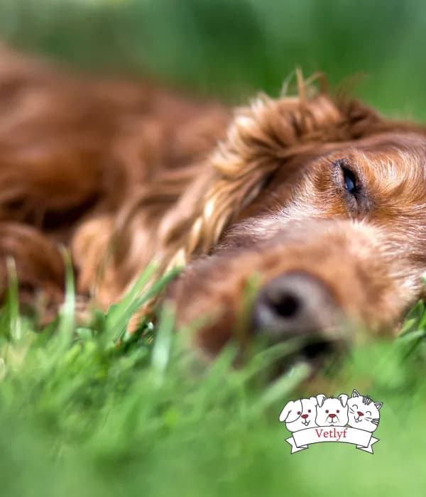 Why Dogs Eat Green Grass: Unraveling Canine Curiosity