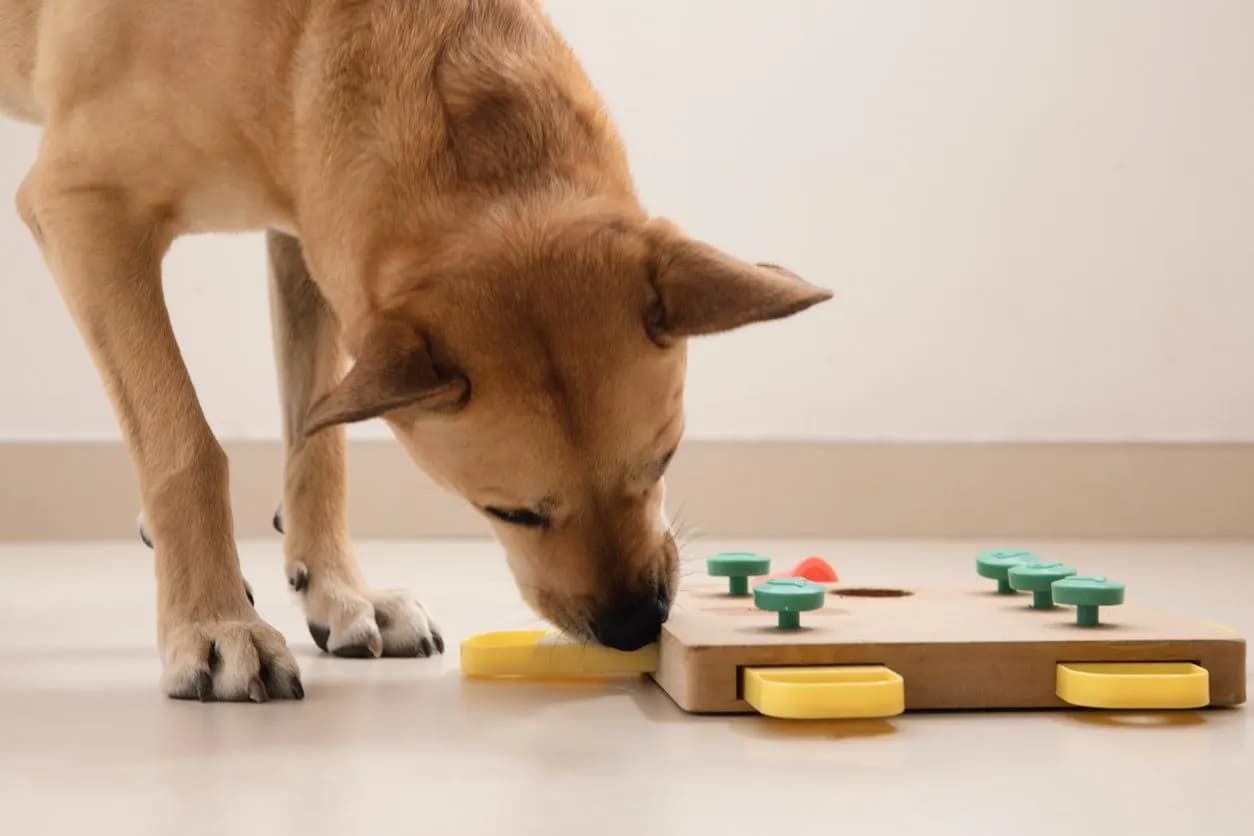 Essential Oils: Safe for Dogs and Cats?