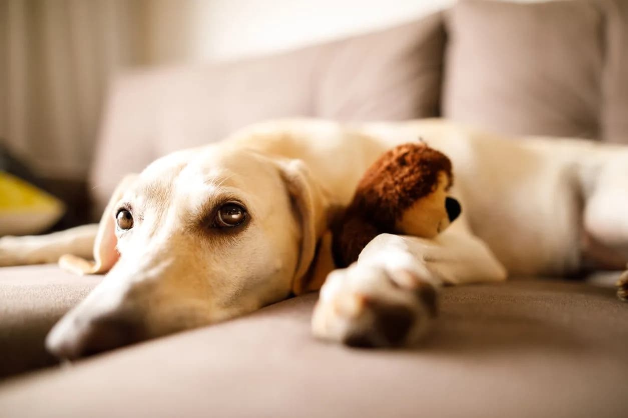 Dog Flu: Symptoms & Treatments Every Owner Should Know