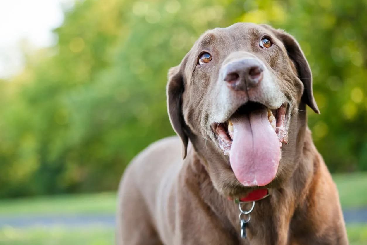 Canine Distemper: Essential Vet Guide to a Serious Threat