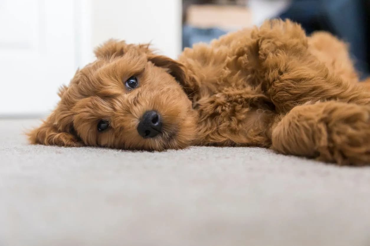 Dog CCL Surgery: Cost, Recovery & What to Expect