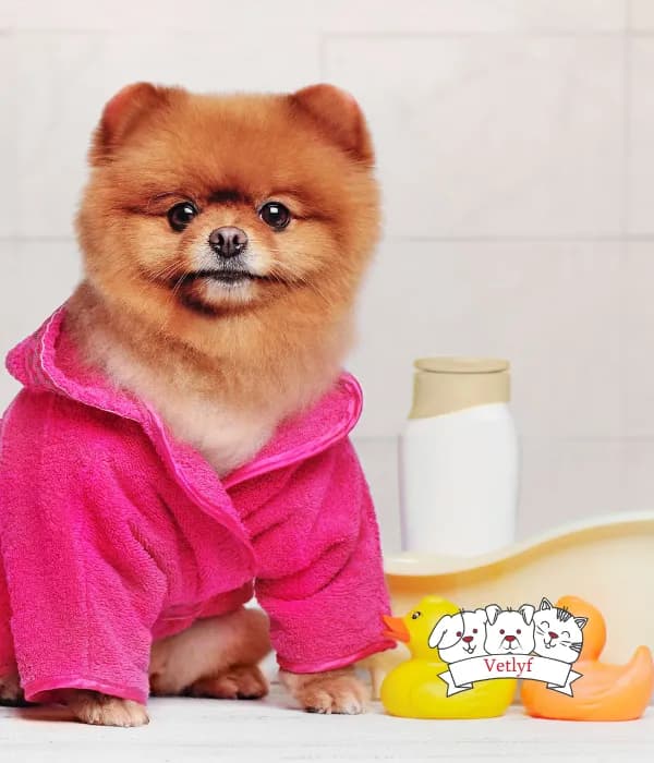 Top 5 Tips for Boosting Your Pet's Health Naturally