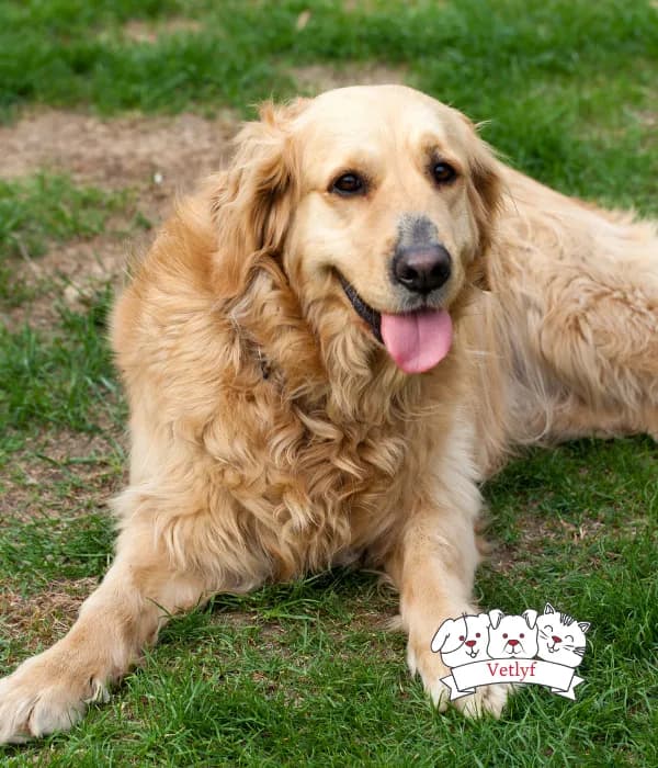 Why Is Your Dog's Tongue Out? Uncover the Reasons