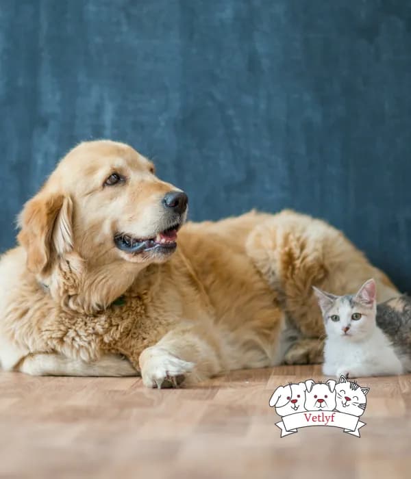 Who’s a Good Dog? Top 5 Expert Training Tips Revealed
