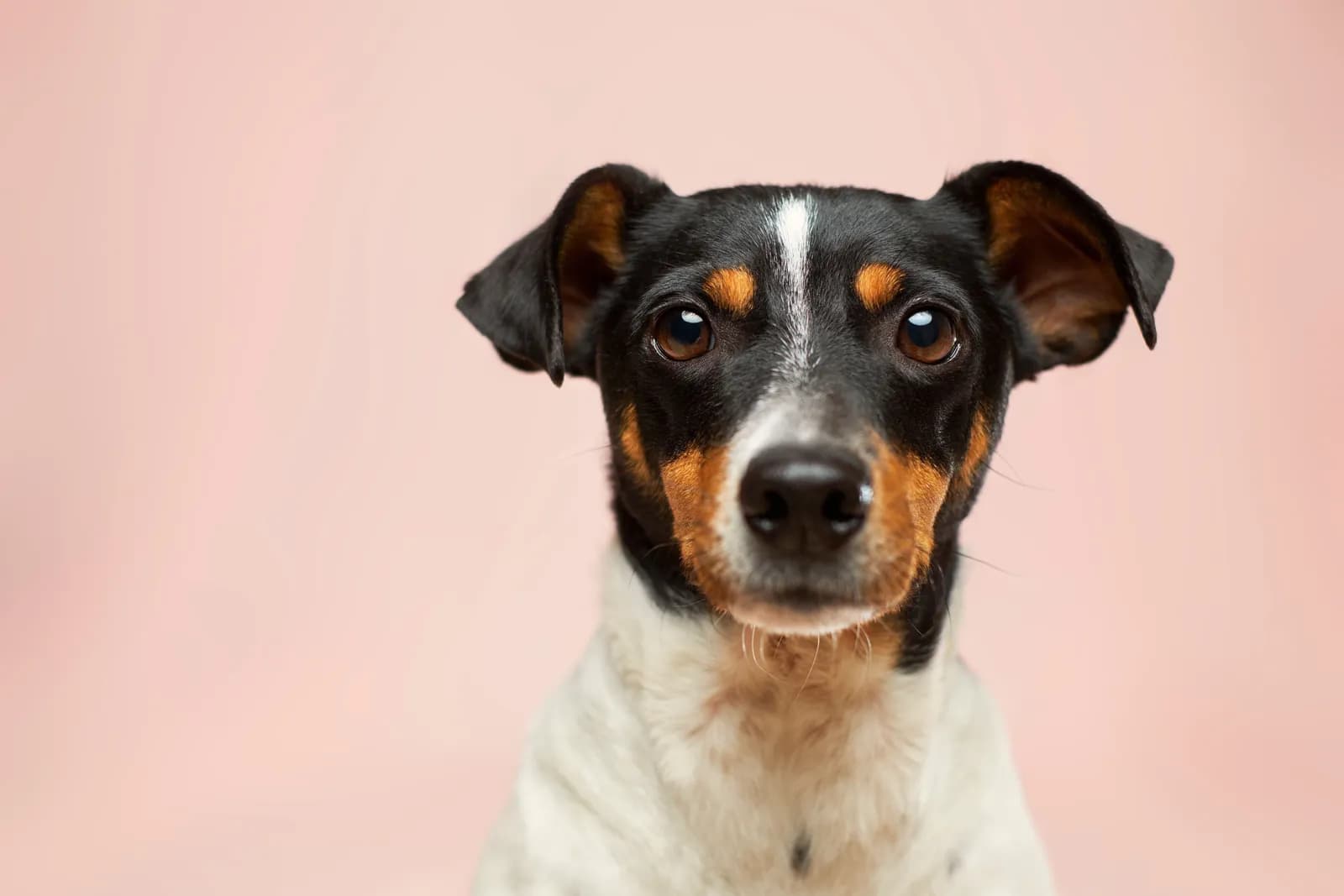 Best Dog Breeds for Indian Homes: A Complete Guide