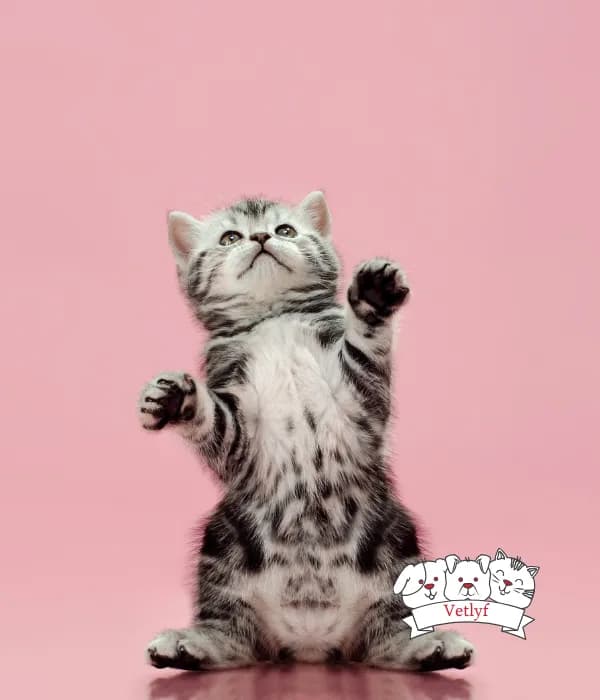 Kitten Puberty and Heat Cycles Explained, How they become adults