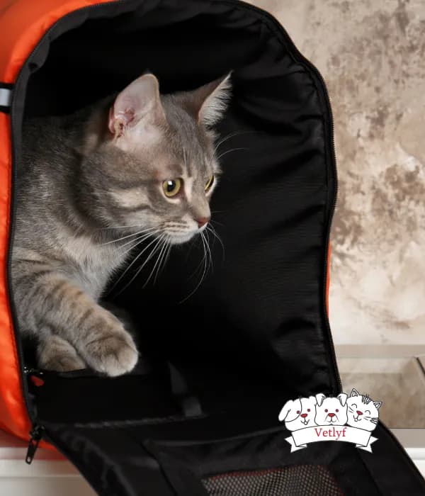 Fungal Infections in Cats: Symptoms and Treatments