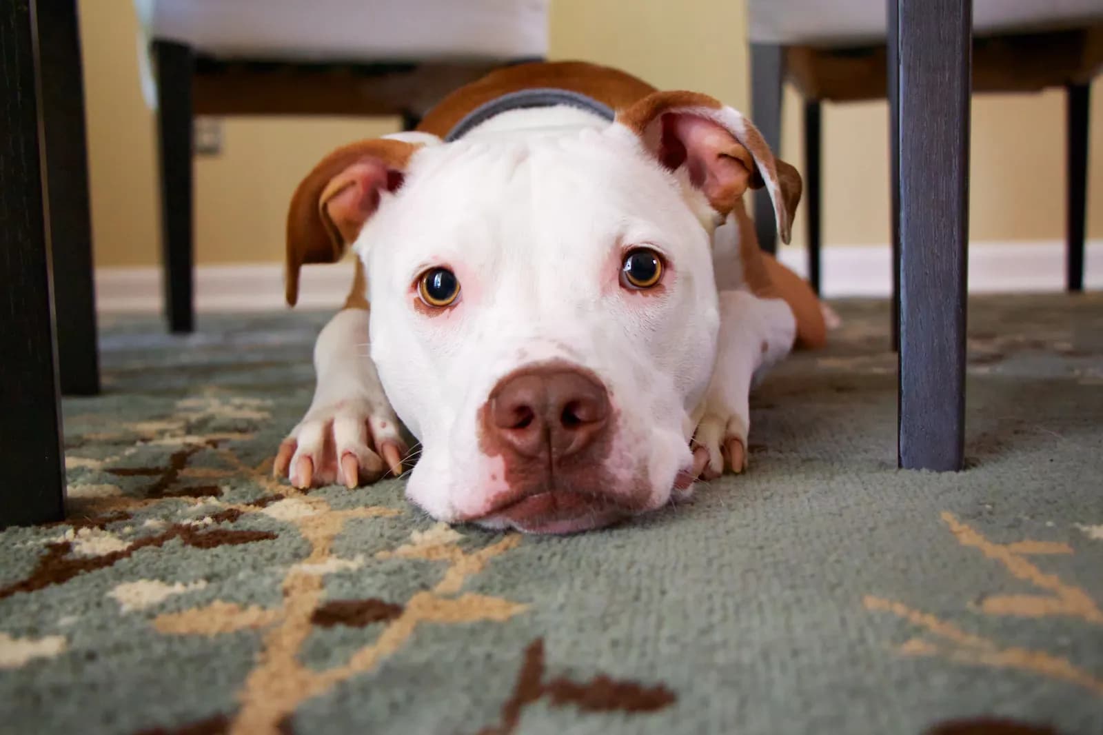 Dog Abdominal Fluid: Symptoms, Causes & Treatment