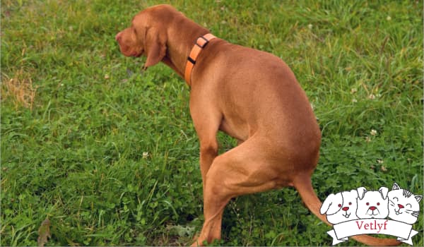 Understanding Anal Sac Diseases in Dogs: A Guide