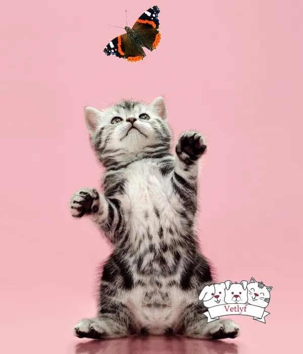 Kitten Puberty and Heat Cycles Explained, How they become adults