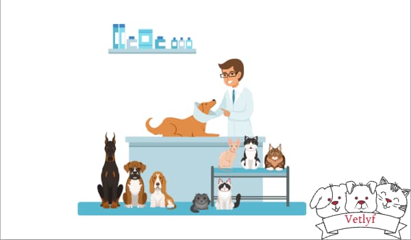 The Ultimate Guide to Keeping Your Pet Safe: Expert Vaccination Tips